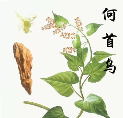 当中药在诗歌中C位出道，连李白也坐不住了！
